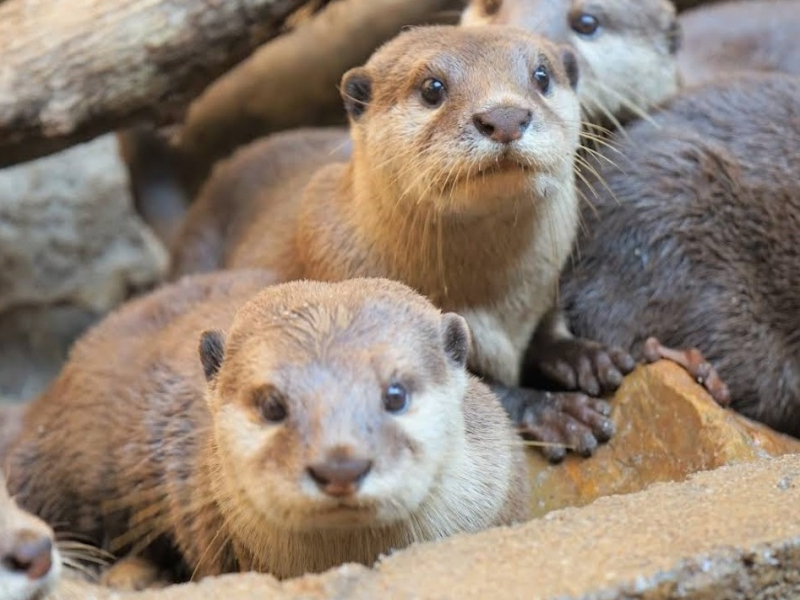 Otters at wildlife park langkawi