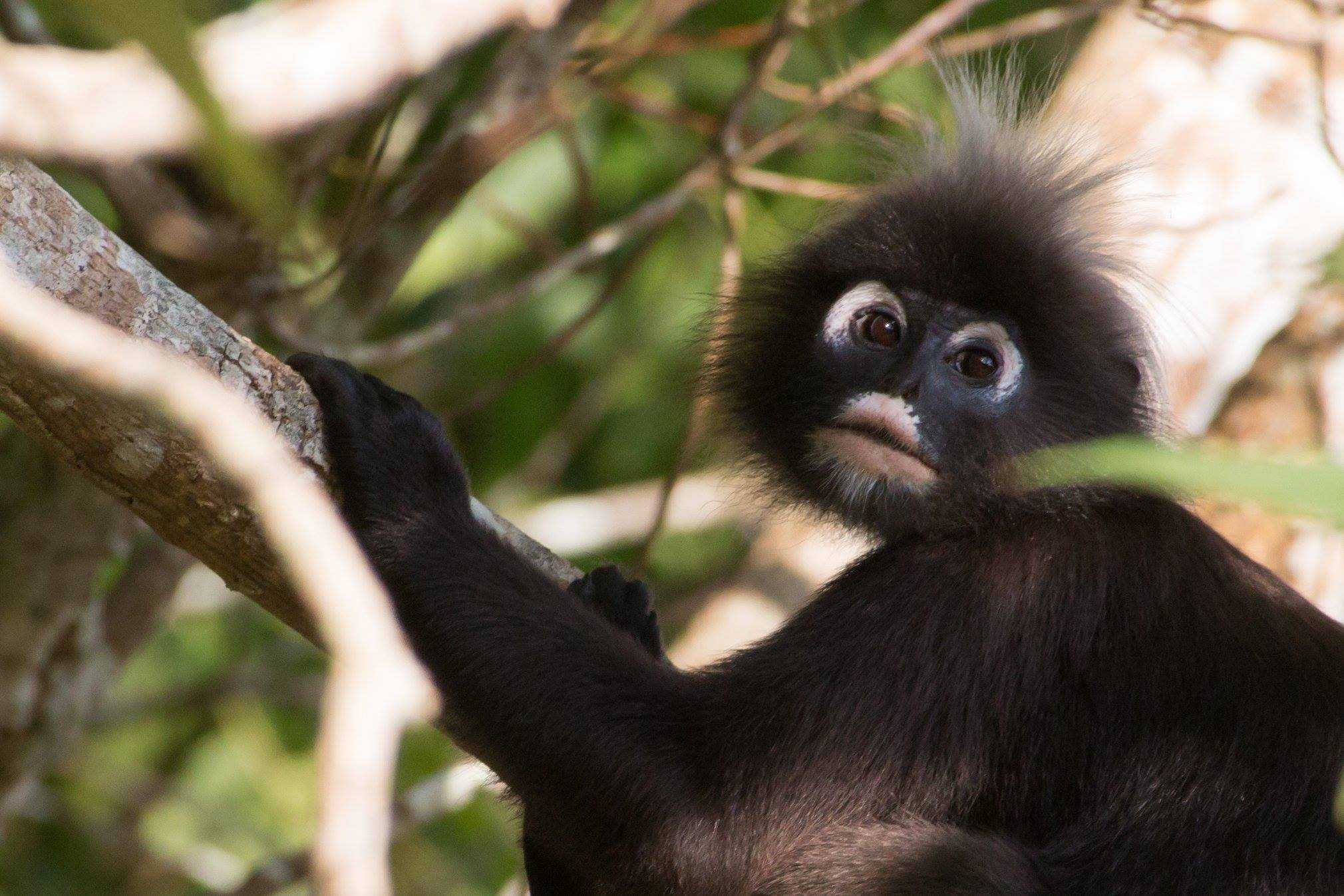 Dusky leaf monkey at Eco Adventure by Darulaman sanctuary