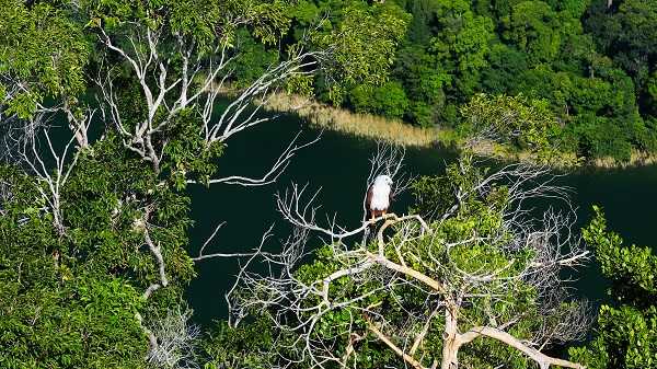 Majestic Eagle spotted at Langkawi Island Hopping tour