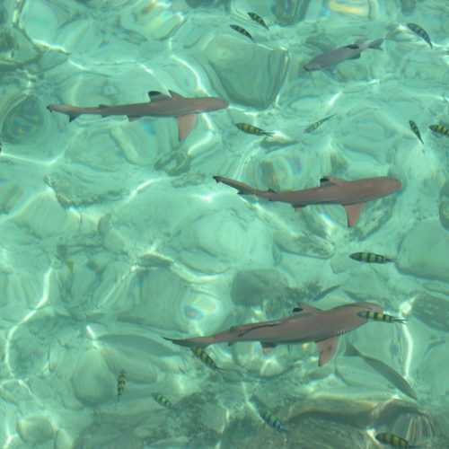 PAYAR DIVING